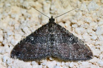 <i>Nycterosea obstipata</i>
