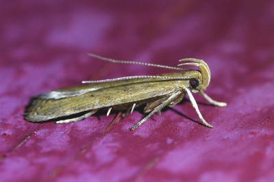 <i>Helcystogramma lutatella</i>