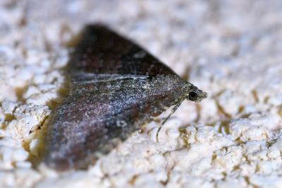 <i>Nycterosea obstipata</i>