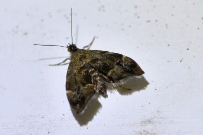 <i>Anthophila fabriciana</i>