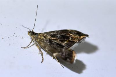 <i>Anthophila fabriciana</i>