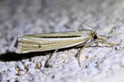 <i>Ancylolomia tentaculella</i>