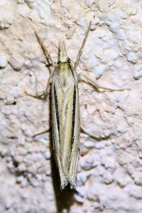 <i>Ancylolomia tentaculella</i>