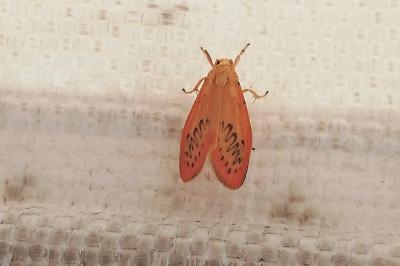 <i>Miltochrista miniata</i>