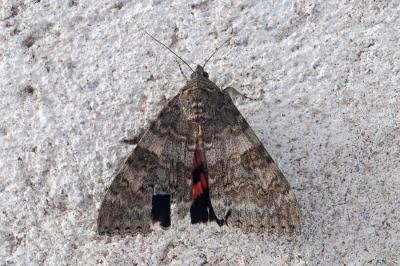 <i>Catocala nupta</i>