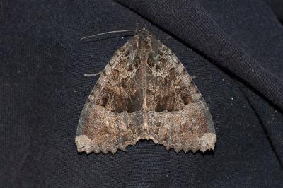 <i>Mormo maura</i>