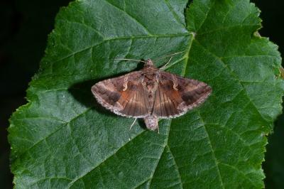 <i>Autographa gamma</i>