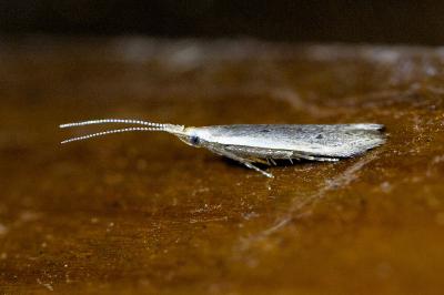 <i>Coleophora unipunctella</i>