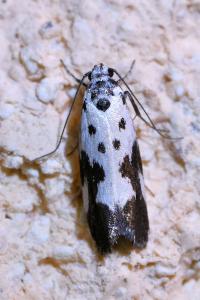 <i>Ethmia quadrillella</i>