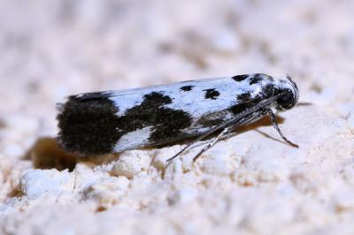 <i>Ethmia quadrillella</i>