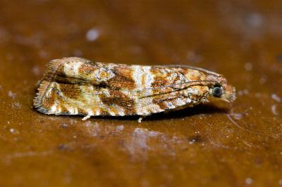 <i>Celypha cespitana</i>