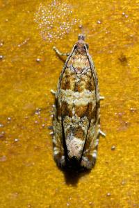 <i>Celypha cespitana</i>