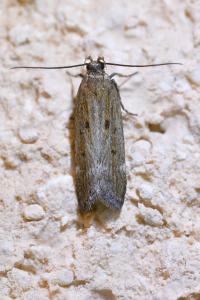 <i>Aroga velocella</i>