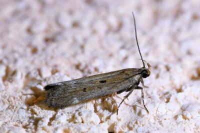 <i>Aroga velocella</i>