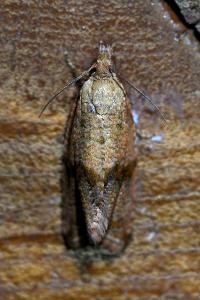 <i>Celypha striana</i>