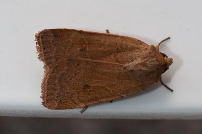 <i>Xestia castanea</i>