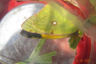<i>Colias crocea</i>
