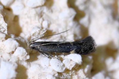 <i>Aproaerema anthyllidella</i>