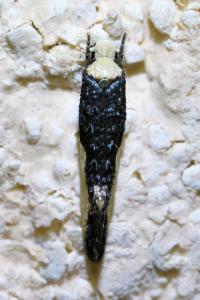 <i>Monopis monachella</i>