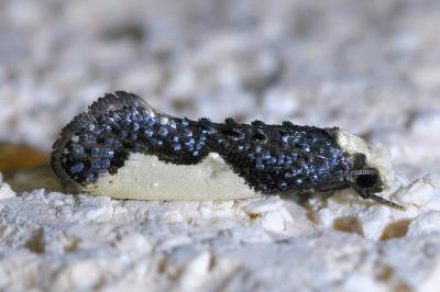 <i>Monopis monachella</i>