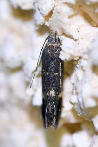 <i>Aproaerema anthyllidella</i>