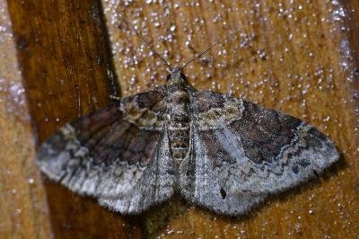<i>Xanthorhoe ferrugata</i>