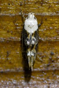 <i>Mompha propinquella</i>