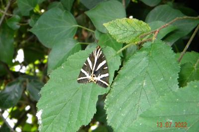 <i>Euplagia quadripunctaria</i>