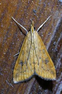 <i>Udea ferrugalis</i>