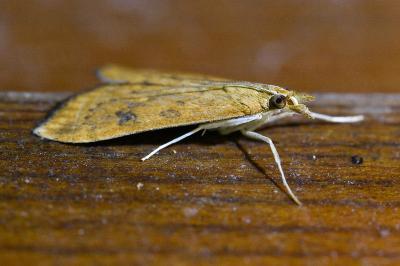 Udea ferrugalis