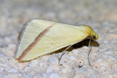 <i>Rhodometra sacraria</i>