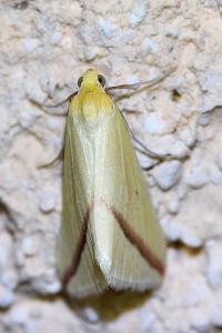 <i>Rhodometra sacraria</i>