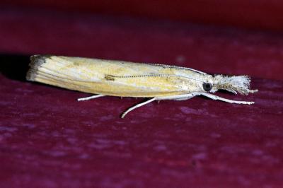 <i>Agriphila inquinatella</i>