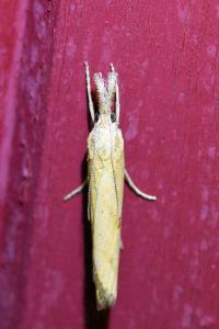 <i>Agriphila inquinatella</i>