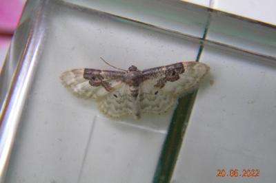 <i>Idaea rusticata</i>