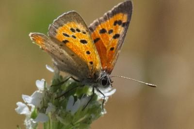 <i>Lycaena phlaeas</i>