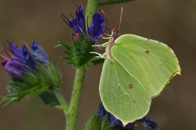 Gonepteryx rhamni