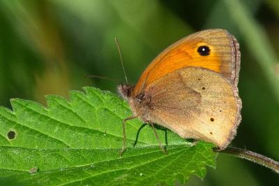 <i>Maniola jurtina</i>
