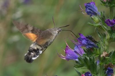 <i>Macroglossum stellatarum</i>