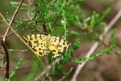 <i>Pseudopanthera macularia</i>
