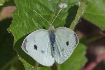 Pieris rapae