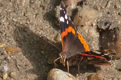 Vanessa atalanta