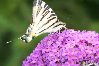<i>Iphiclides podalirius</i>