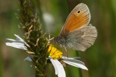 <i>Coenonympha pamphilus</i>