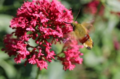 <i>Hemaris fuciformis</i>