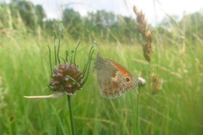 <i>Coenonympha pamphilus</i>