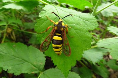 <i>Sesia apiformis</i>