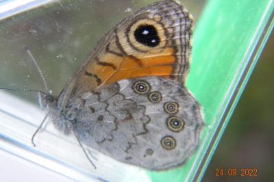 <i>Lasiommata megera</i>