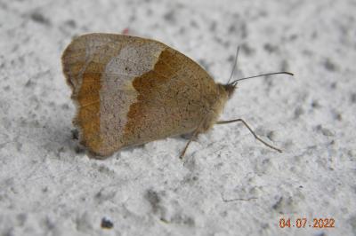 <i>Maniola jurtina</i>