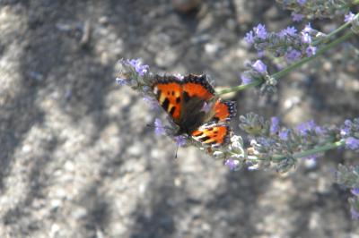 <i>Aglais urticae</i>
